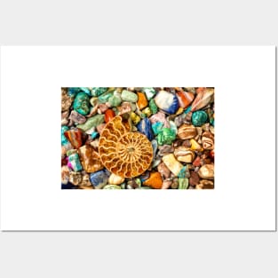 Fossilized Nautilus Shell On Polished Stones Posters and Art